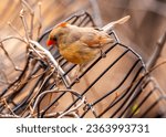The iconic Northern Cardinal, Cardinalis cardinalis, captured in Central Park, New York, showcasing its vibrant plumage.