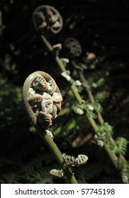 The Iconic NZ Silver Fern, The National Symbol Of New Zealand