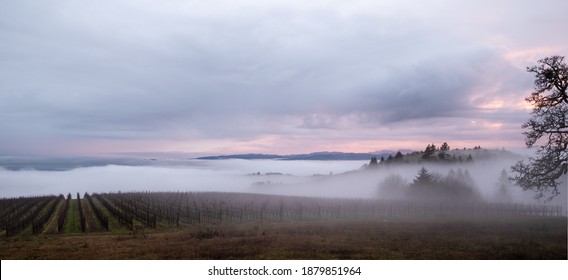 An iconic oak tree stands at the edge of an Oregon vineyard shrouded in mist, reflected sunset colors in the gray sky. 