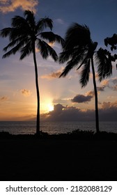 Iconic Orange, Yellow Sunset In Hawaii With Sun Setting On Pacific Ocean Horizon.  Palm Trees In The Foreground Silhouetted Against Blue Cloud And Sunset Sky.  No People And Lots Of Copy Space.