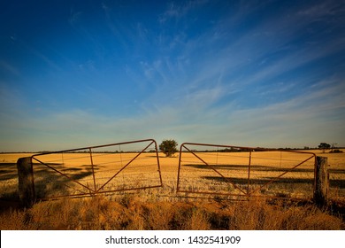 Iconic Outback Australia - A Solitary Tree In A Paddock Of Wheat, Farm Gates And A Deep Blue Sky.