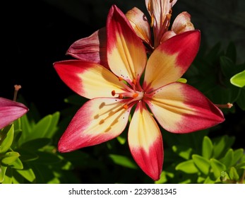Iconic red and yellow and orange lily (Lilium bulbiferum) flower in a garden in Ottawa, ON, Canada.