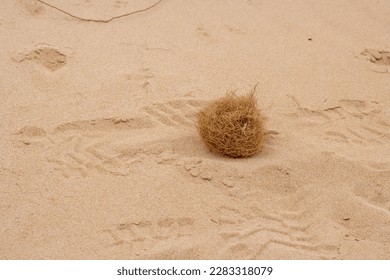 The iconic symbol for nothing happens, tumbleweeds rolling on the desert. Made of roofs of the plants. Parque Natural Dunas de Corralejo, Fuerteventura, Spain. - Powered by Shutterstock