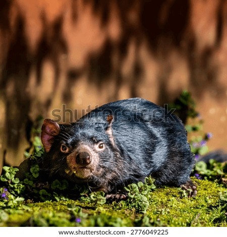 An iconic Tasmanian Devil posing amidst greenery and small flowers against a rusted industrial background, featuring sharp facial details and fur patterns.