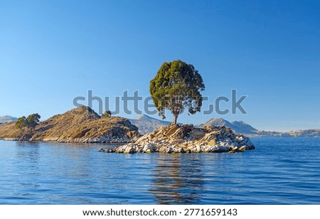 Iconic Tree on a Tiny Island in Lake Titicaca in Bolivia