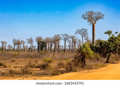 Iconic view of columnar baobab trees in the characteristic dry landscape surrounding Morondava, on the west coast of Madagascar