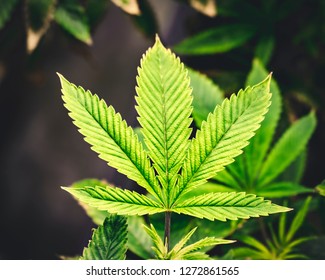 Boston Weed sesso
