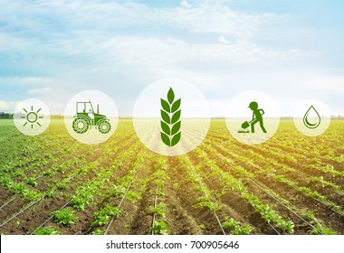 Icons and field on background. Concept of smart agriculture and modern technology