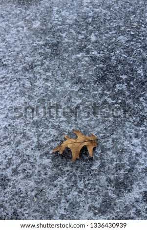 Image, Stock Photo A very special leaf