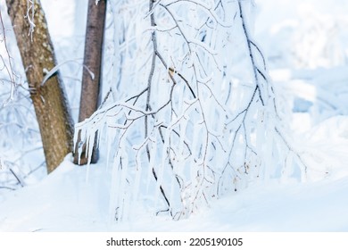 97,946 Icy Branches Images, Stock Photos & Vectors | Shutterstock