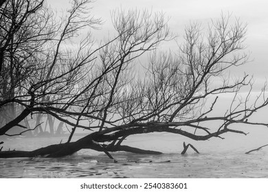 Icy cold water and bare tree in black and white - Powered by Shutterstock