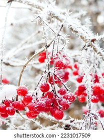 The icy fiery red berries of Viburnum opulus or the guelder rose, enveloped in snow, as a contrasting scene in the white winter frost.