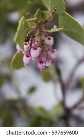 Icy Frozen Budding Flower Plant Spring In Bipolar Weather