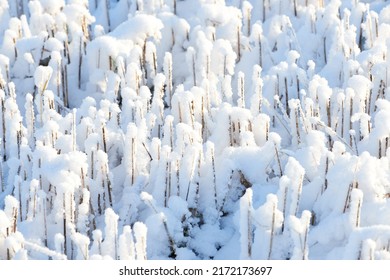 Icy Ground Covered In White Snow On A Winter Morning. Frozen Twigs And Leaves In Frost. Frosty Grass Growing In Cold Weather A Park Or Forest. A Snowfall In The Woods. Frozen Early Morning In Nature