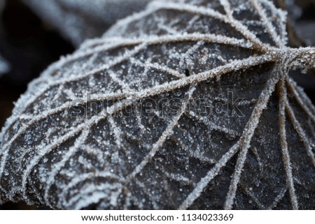 Similar – Foto Bild Der Frost geht weg. Winter