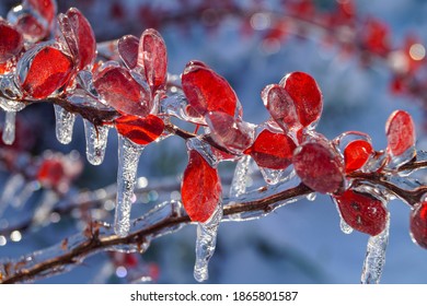Icy red barberry leaves on frozen branches after an unusual weather event in Primorsky Krai, Russia, macro photography.
