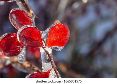 Icy red leaves of Amur barberry on frozen branches after an unusual weather event in Primorsky Krai, Russia, macro photography.