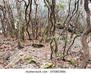 Icy Rhododendron Trees On Blood Mountain