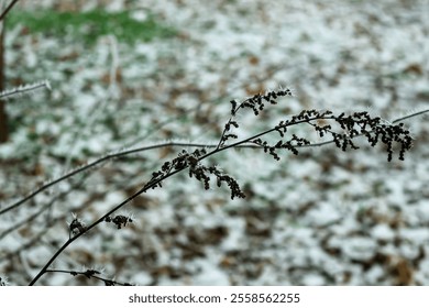 Icy snowy dark branch, withered plant at winter. abstract background, sstkBackgrounds - Powered by Shutterstock