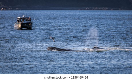 Icy Strait Point, Alaska