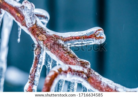 Icy tree after cold iceman 