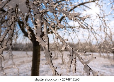Icy trees with a bright blue sky, sunshine and a white winter landscape. After a frozen rain, nature is covered with a layer of ice