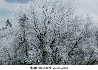 The icy treetops of a forest in winter in gray ashen light - Shutterstock ID 2213123365