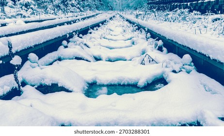Icy winter setting showcasing unique tracks and bright blue shades