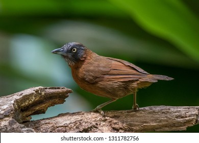 ID: Grey headed babbler, very fast babbler foraging for in the jungle. Happy to photograph this bird at open area. photo taken at Selangor,Malaysia during birding season.