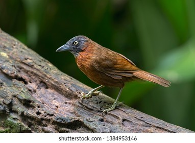 ID : Grey-headed Babbler (Stachyris poliocephala)