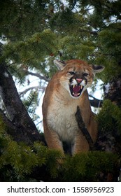 Idaho Mountain Lion Hunting With Hounds.