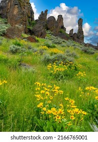 Idaho Nature Wildflowers On A Sidehill Below Some Hoodoos 