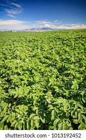 Idaho Potato Field