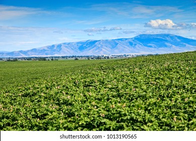 Idaho Potato Fields