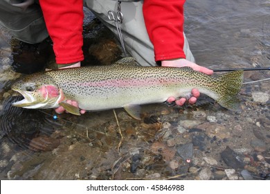 Idaho Steelhead Trout