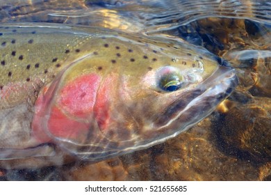 Idaho Steelhead Trout