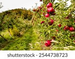 Idared apple trees in orchard, France. Ripe apples ready to pick at harvest time.