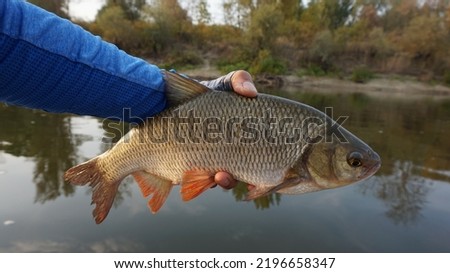 Ide fish in the hands of the angler. Backdrop of a wild river. 
