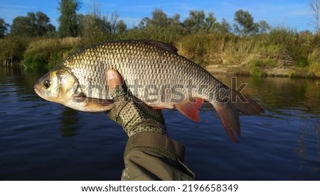Ide fish in the hands of the angler. Backdrop of a wild river. 