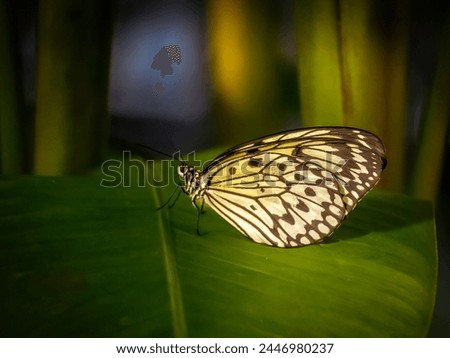 Idea lacunae, also known as the paper kite butterfly, rice paper butterfly, large tree nymph is sitting on a huge leaf