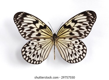 Idea leuconoe leuconoe