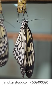 Idea Leuconoe Butterfly Being Born