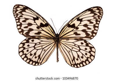 Idea leuconoe butterfly isolated on white background