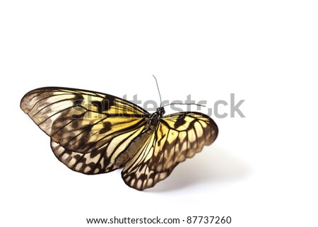idea leuconoe isolated close up