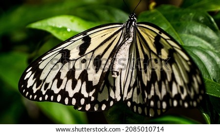 Idea Leuconoe also know as paper kite butterfly, rice paper butterfly, large tree nymph is a butterfly know specially for its presence in butterfly houses.