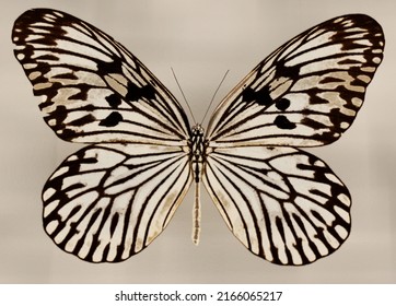 Idea leuconoe, also known as the paper kite butterfly, rice paper butterfly, large tree nymph,[1] or in Australia the white nymph butterfly