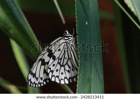 Idea leuconoe, also known as the paper kite butterfly, rice paper butterfly, large tree nymph.