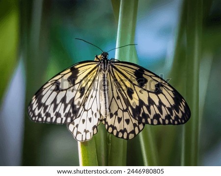 Idea leuconoe, also known as the paper kite butterfly, rice paper butterfly, large tree nymph is perching on a plant