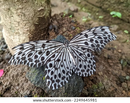 Idea leuconoe or paper butterfly has a large size with black and white contrasting colors.These insects fly with slow flapping wings, sometimes hovering without flapping.