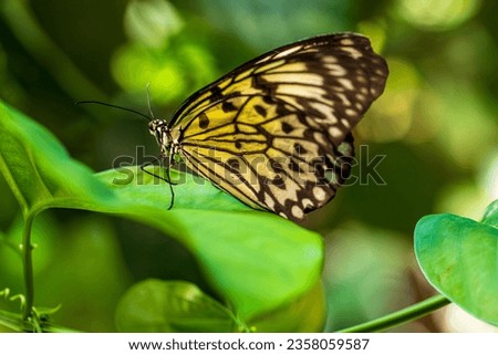 Idea leuconoe, paper kite butterfly, rice paper butterfly, large tree nymph, nymph butterfly on the green plant leaf